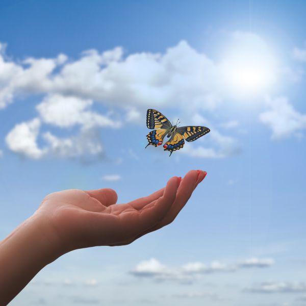 Ein Schmetterling verlässt die Hand und erhebt sich in die Lüfte